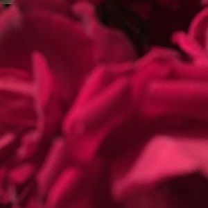 Meet your Posher, Tanner